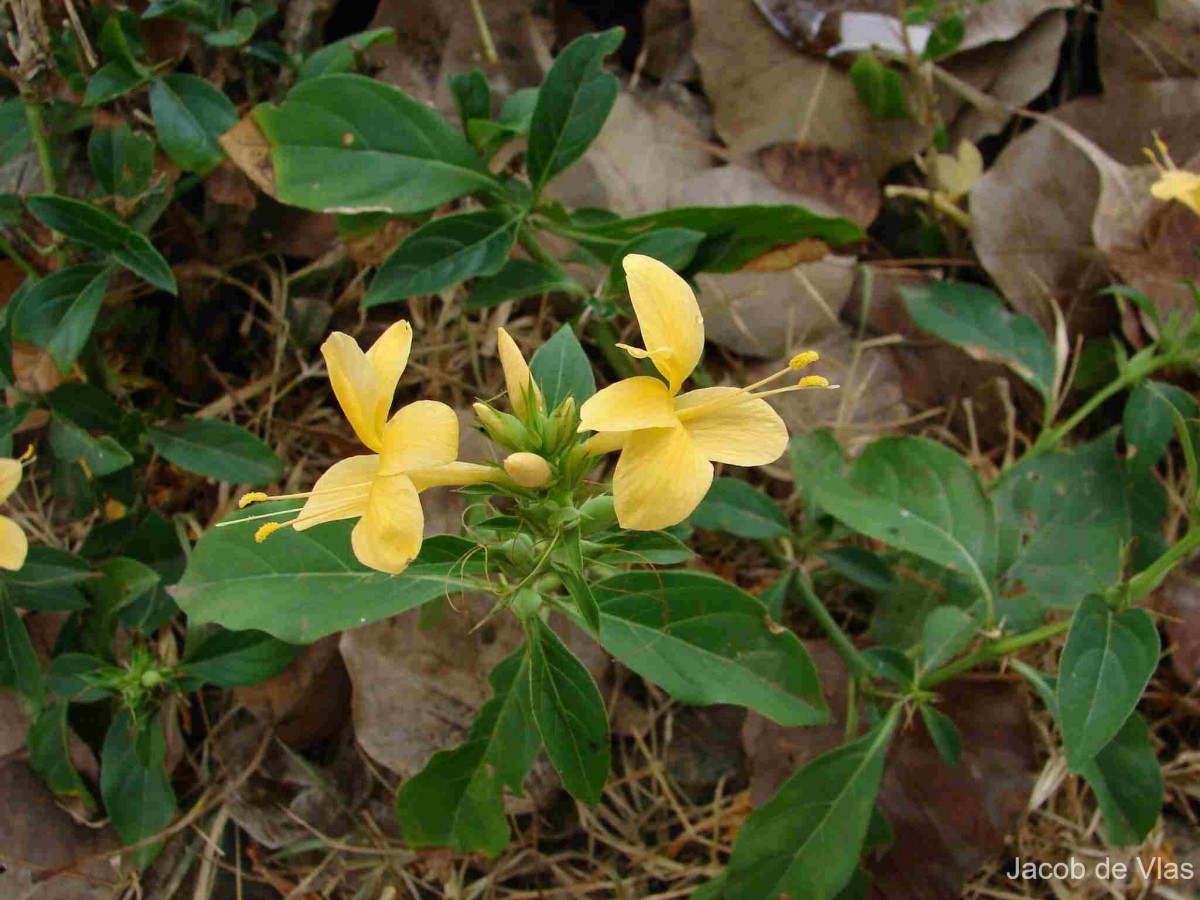 Barleria prionitis L.